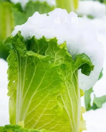 在北方大白菜的花語是凜冬將至 大白菜寓意什么意思