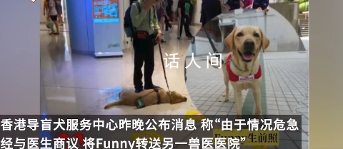 香港一導盲犬在商場內暈倒去世 搶救無效于晚上離世