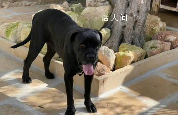 金星發(fā)文疑內(nèi)涵董明珠王自如 口含明珠進(jìn)退自如