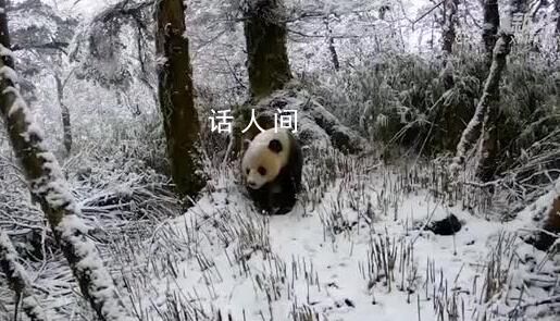 紅外相機拍到野生大熊貓雪地行走 步伐穩(wěn)健樣子憨態(tài)可掬