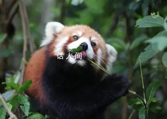 小熊貓外逃3個月景區懸賞5000元 抓捕時可抓住尾巴提起懸空