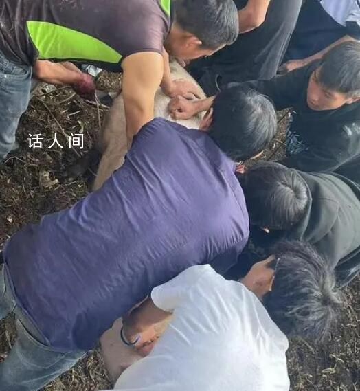 云南部分鄉(xiāng)鎮(zhèn)倡議不搞“殺豬飯” 倡議節(jié)儉避免鋪張浪費
