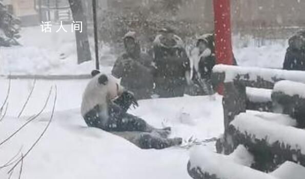 旅俄大熊貓“如意”大雪中吃竹子 十分愜意