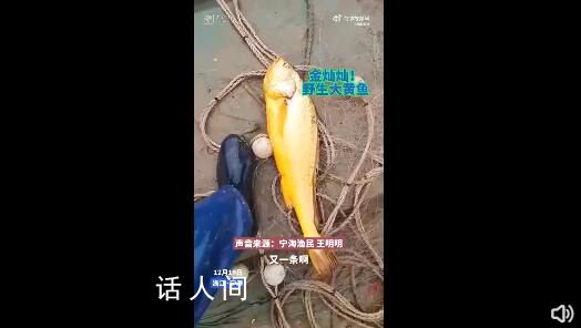 漁民捕獲海中土豪金能賣二三萬 大黃魚重達4.2斤體長約60厘米