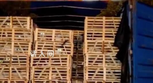 女孩一年舉報幾十個貓販子窩點 拯救貓咪15車數以萬計的生命得以存活