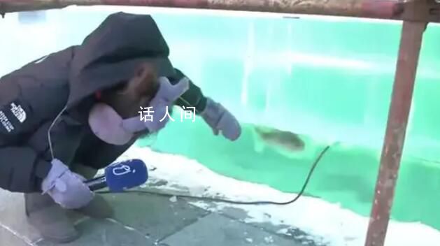 哈爾濱冰雕含魚量極高 冰塊中有凍住的魚