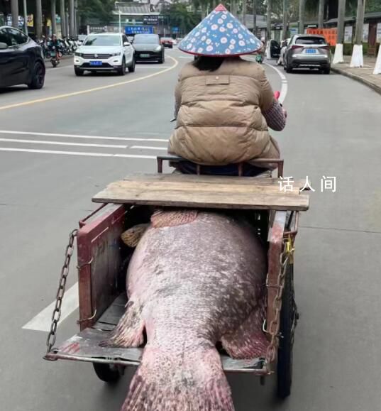 漁民釣到200斤巨型石斑魚 已被運往新埠島碼頭的魚市販賣