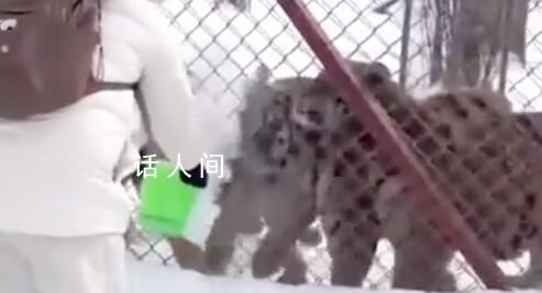 東北虎排隊等著被潑雪 東北虎是不是一夜之間有了接客指標(biāo)