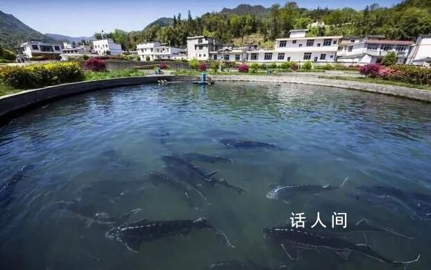 哈爾濱回禮時(shí)才知道川川有多陌生 讓四川各地的網(wǎng)友忙成一片