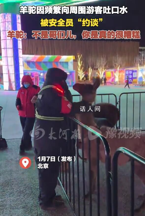 羊駝因頻繁吐口水被安全員“約談” 網(wǎng)友：這位羊駝你可長(zhǎng)點(diǎn)心吧