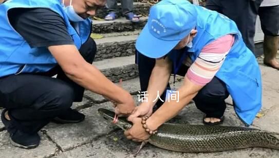 往長江放生鱷雀鱔?宜賓辟謠