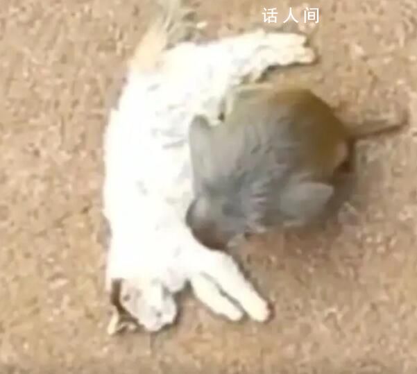 昆明動物園:計劃近期將貓移出猴山