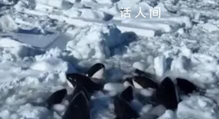 日本北海道10余頭虎鯨被困浮冰 目前船只無法靠近