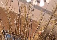 何超蓮曬豪宅內(nèi)景 把家里大大小小的地方全都擺滿了花