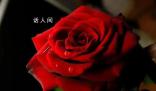 你收到的情人節(jié)玫瑰99%是假的 玫瑰到底是什么?