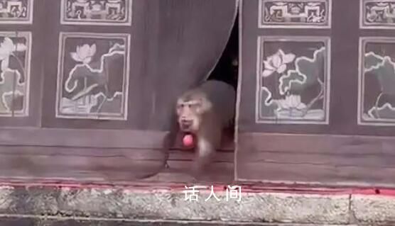 潑猴組團(tuán)大鬧寺廟偷拿貢品 ，猴子是野生的不好干預(yù)
