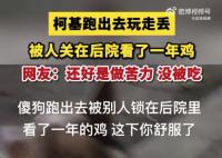柯基跑丟后被人關雞棚看了一年雞 網友：柯基外出打工打工一年包吃包住
