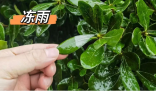 湖北已出現冰粒等七種降水形態 目前湖北降水相態類型復雜