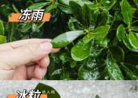 湖北已出現冰粒等七種降水形態 目前湖北降水相態類型復雜