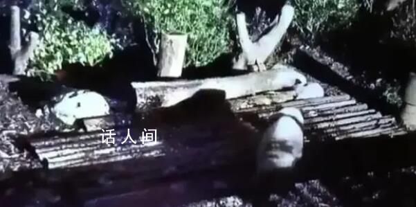 花花被遺忘外場(chǎng)飼養(yǎng)員被解聘 花花身體狀況無(wú)異常