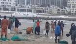 海邊發生多起撈海腸溺水事件 有人冒險下海打撈