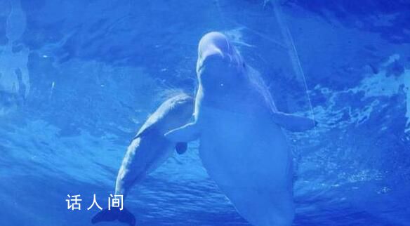 小白鯨“湯圓”成海洋館新寵 引來很多游客在展示缸前駐足觀看