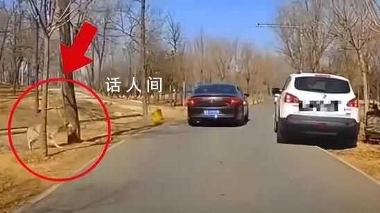 動物園回應(yīng)女子抱娃下車險(xiǎn)被狼襲擊 提醒游客遵守園區(qū)安全規(guī)定
