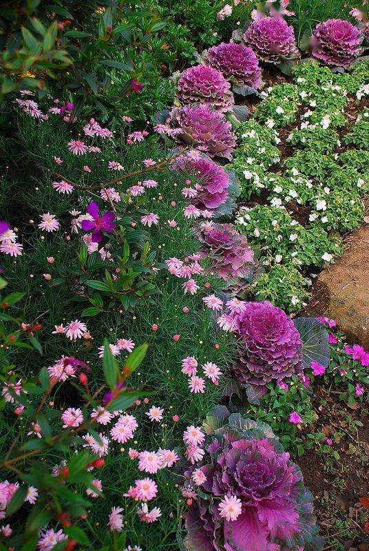冬季養綠植適合什么花_冬季適合養的綠植_冬季養綠植適合種什么花
