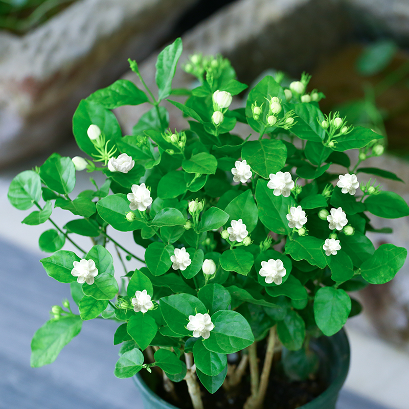 綠植養(yǎng)家里有什么作用_養(yǎng)綠植給身心帶來的好處_家里養(yǎng)什么綠植對(duì)身體好