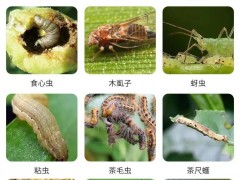 這2種生物殺蟲劑：能滅殺數(shù)十種害蟲，無毒、無污染、無農(nóng)藥殘留